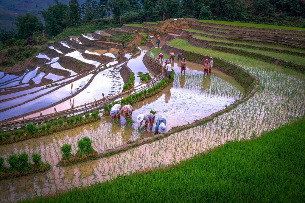 ethnic people planting crops and watering the fields in May in Sapa