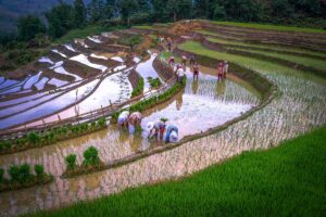 Watering the rice fields in Sapa in May