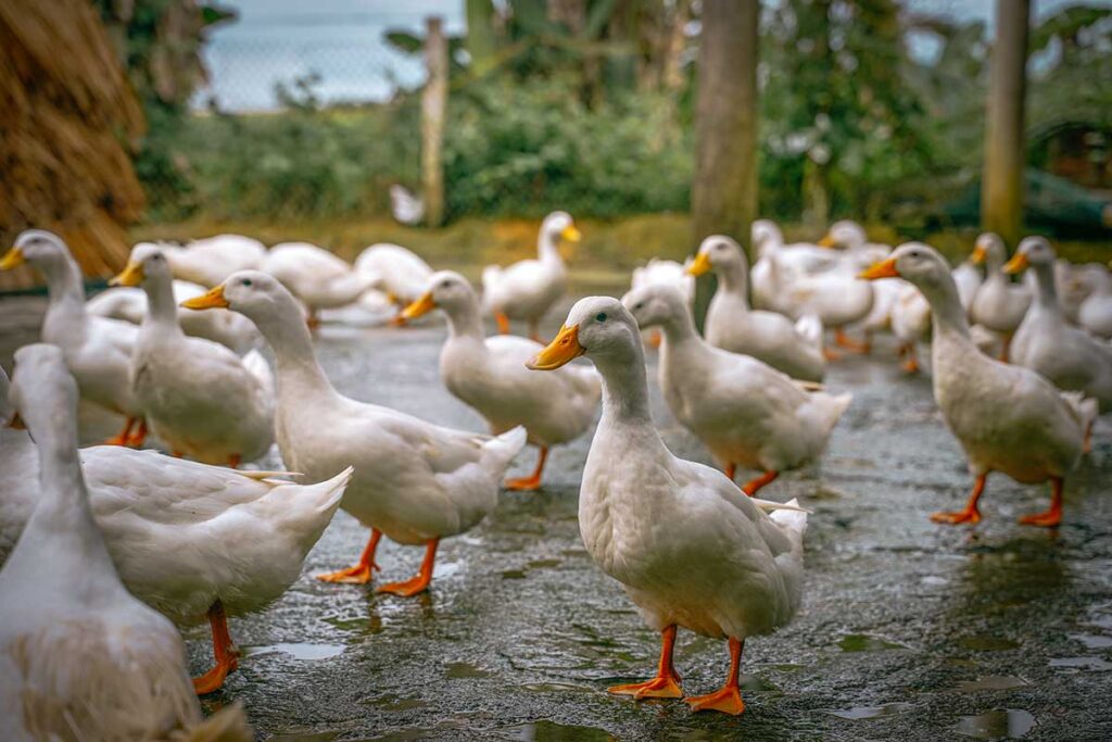 A big group of white ducks walking around at The Duck Stop in Phong Nha