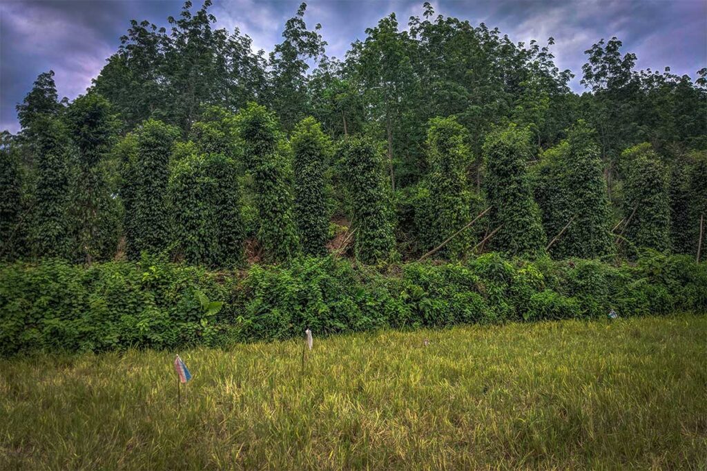 Pepper farm at The Duck Stop