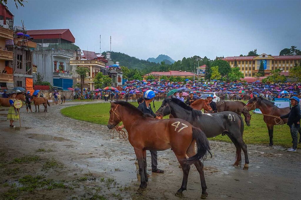 Horses with numbers inside Bac Ha stadium are waiting for their race at Bac Ha Horse Racing Festival