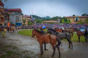Horses with numbers inside Bac Ha stadium are waiting for their race at Bac Ha Horse Racing Festival