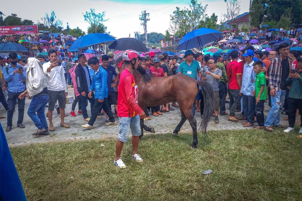 A horse in the middle of a crowed during Bac Ha Horse Racing Festival