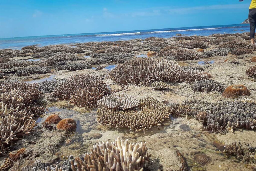 Shallow coral formations exposed at low tide along Bai Bang Beach in Con Dao National Park, with clear blue sea in the background and reef structures visible above the water