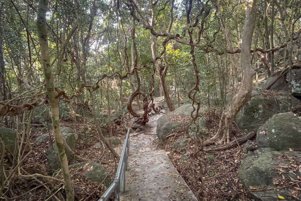Jungle trail with twisted vines and large rocks along the Bai Bang route in Con Dao National Park, showing the dense forest environment hikers pass through