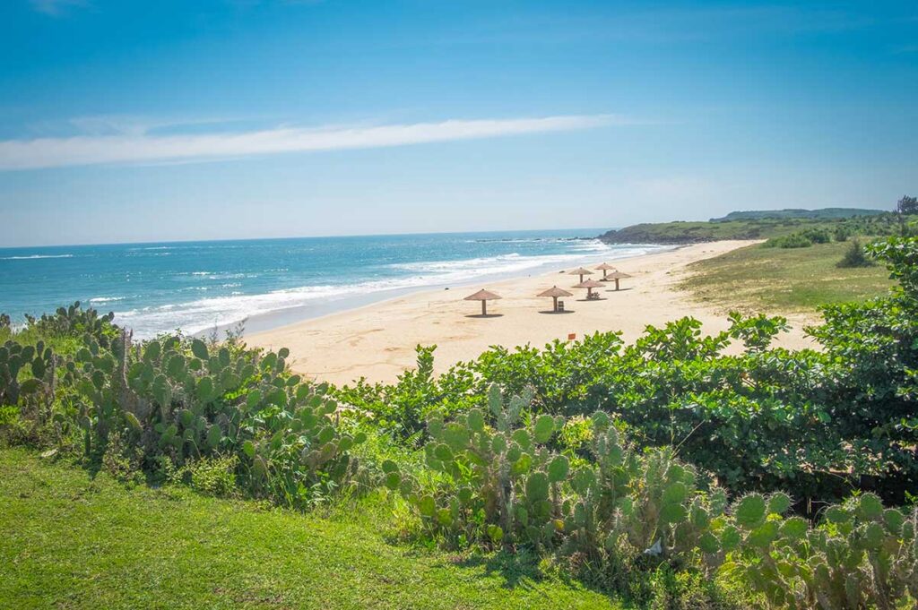 Peaceful Bai Xep Beach in Phu Yen with cactus-lined dunes, soft sand, and thatched umbrellas facing the turquoise sea.