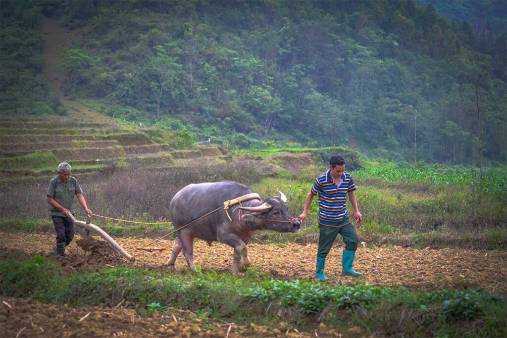 Two man are plowing land with a buffalo near Ban Pho Village in Bac Ha