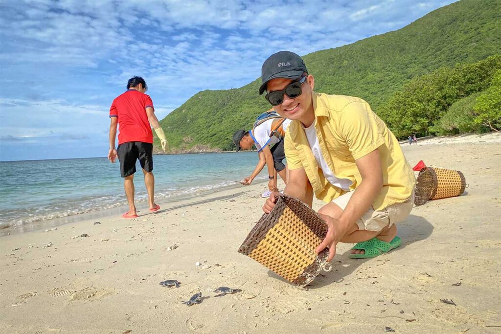 People releasing baby sea turtles on a sandy beach in Con Dao, guiding the hatchlings safely towards the sea with forested hills in the background.