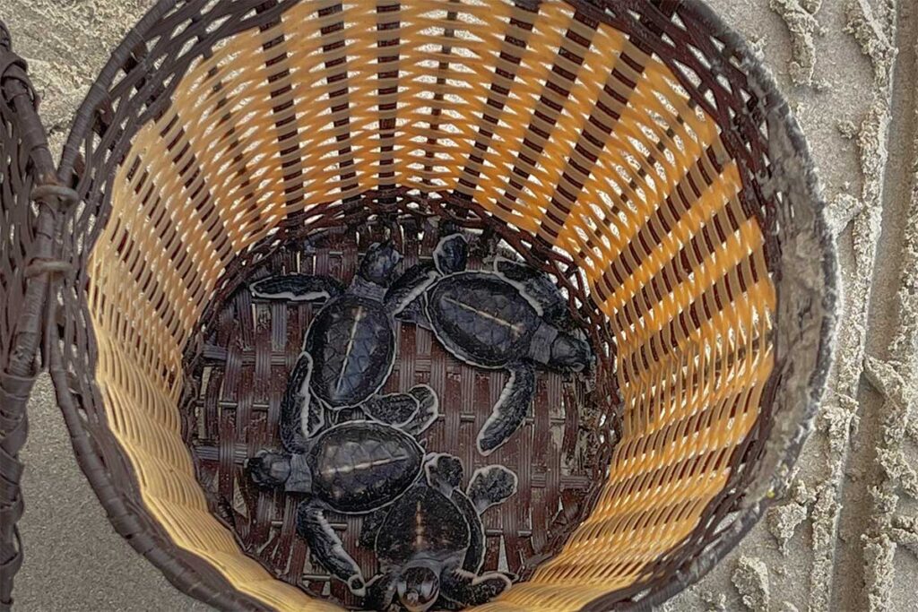 Baby sea turtles collected in a woven basket on a beach in Con Dao, prepared for release into the ocean as part of a conservation program.