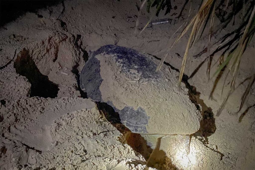 A sea turtle nesting at night on a sandy beach in Con Dao, partially covered in sand as it digs and lays eggs under dim light.