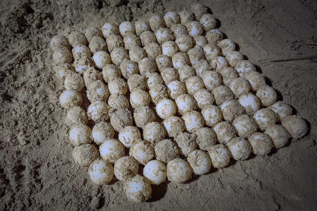 Freshly laid sea turtle eggs arranged in the sand nest at Bay Can in Con Dao, showing the early stage of turtle conservation.