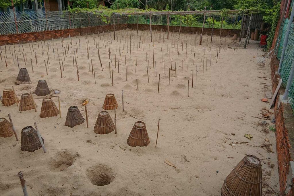Protected sea turtle hatching site in Con Dao with marked nests and bamboo covers, used to safeguard eggs during incubation.