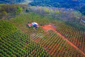 Binh Phuoc Pepper Farm