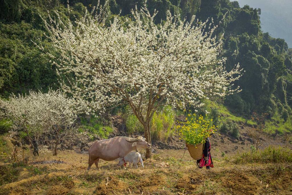 Ethnic woman carrying flowers walking past a buffalo under blooming trees in Ha Giang countryside