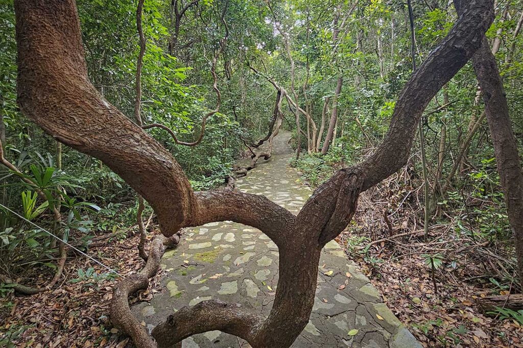 Jungle path in Con Dao National Park leading to Dat Tham Beach, with a narrow stone trail winding through dense tropical forest.