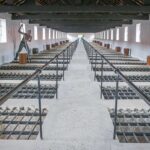 A view from above Con Dao’s infamous Tiger Cages, showing a guard figure using a stick to poke through the bars into the cramped cells below.
