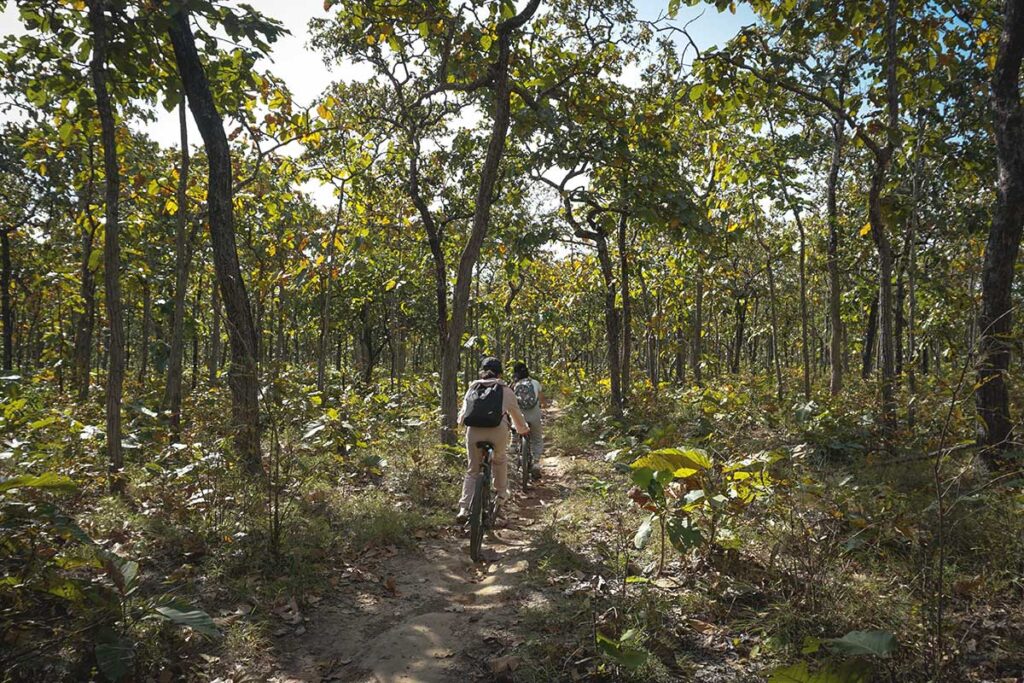 Travelers exploring Yok Don National Park by bicycle, pedaling along a scenic dirt road through the wilderness.