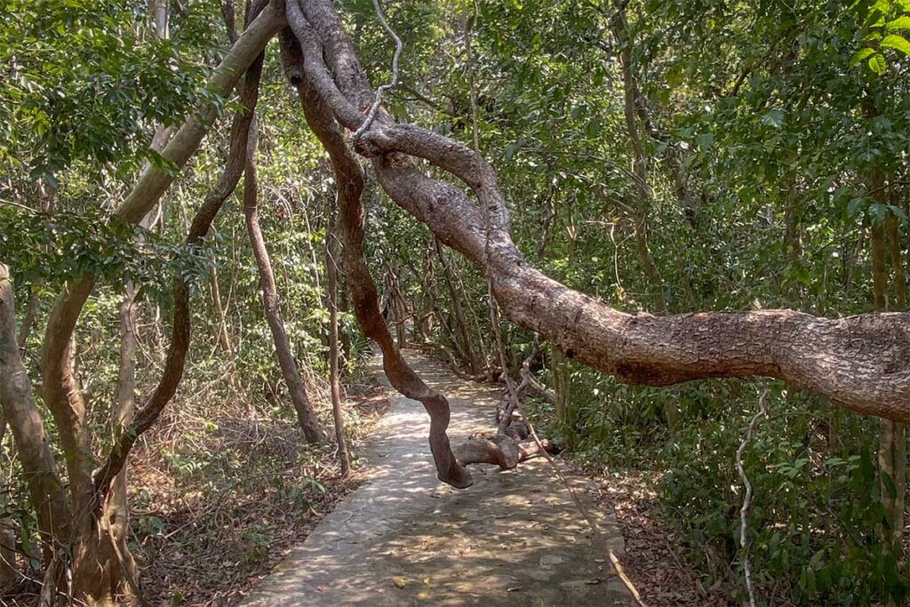 Forest trail in Con Dao National Park with large twisting tree branches arching over the path, creating a tunnel-like jungle atmosphere along the hike to Dat Tham Beach