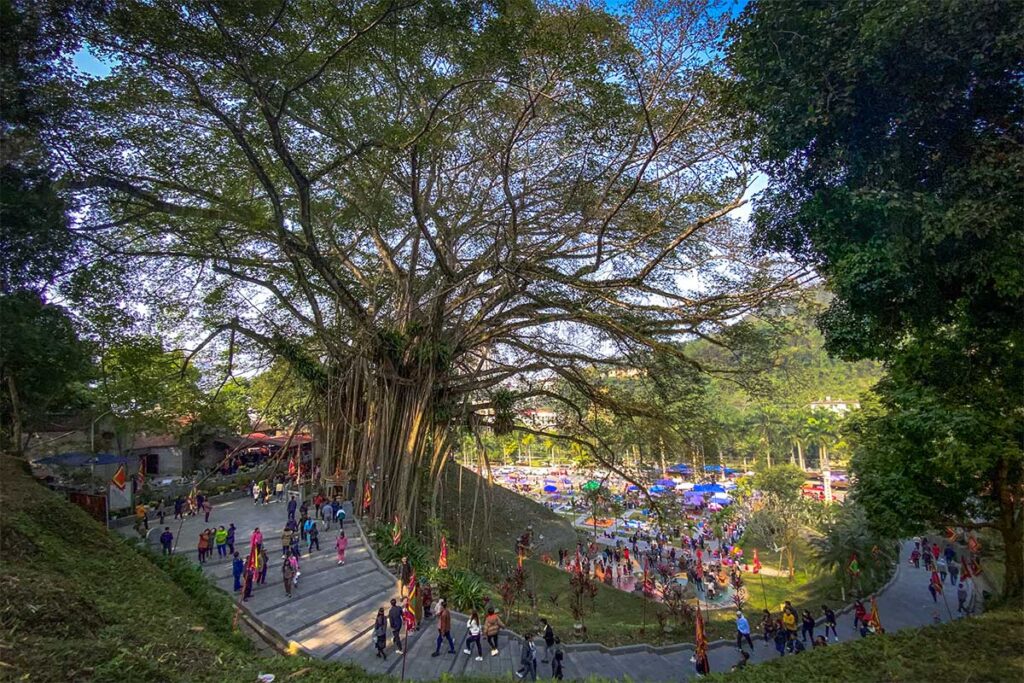 A large vine tree growing over Thuong Pagoda and path leading to the entrance just outside Lao Cai town