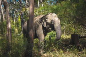 A wild elephant walking freely through the landscape of Yok Don National Park, surrounded by nature.