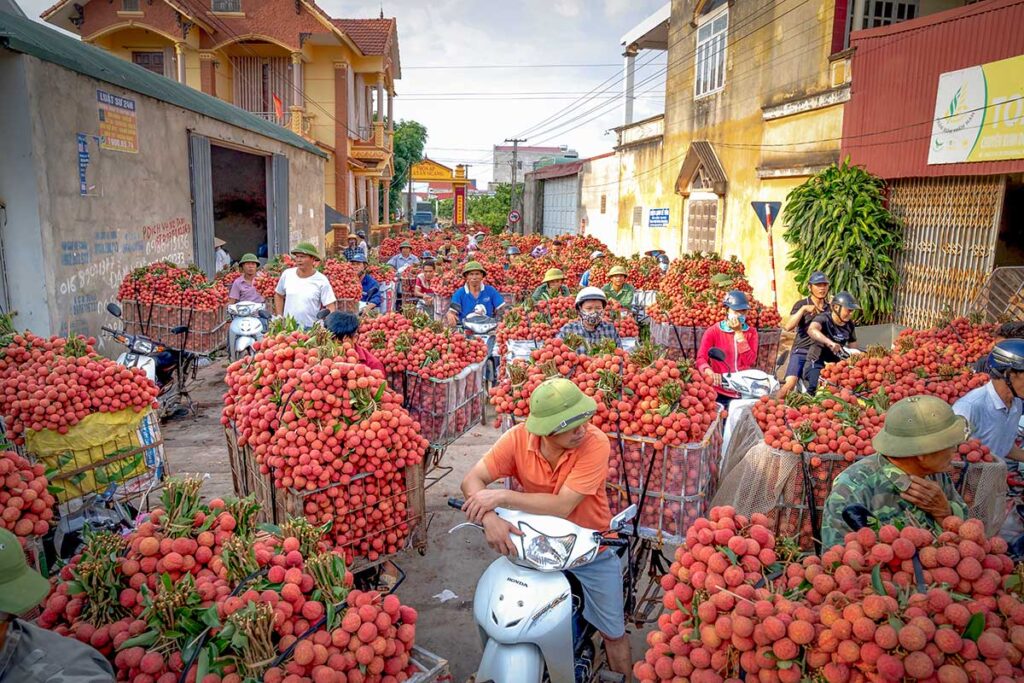 Farmers transporting large baskets of fresh lychee on motorbikes during harvest season in Bac Giang
