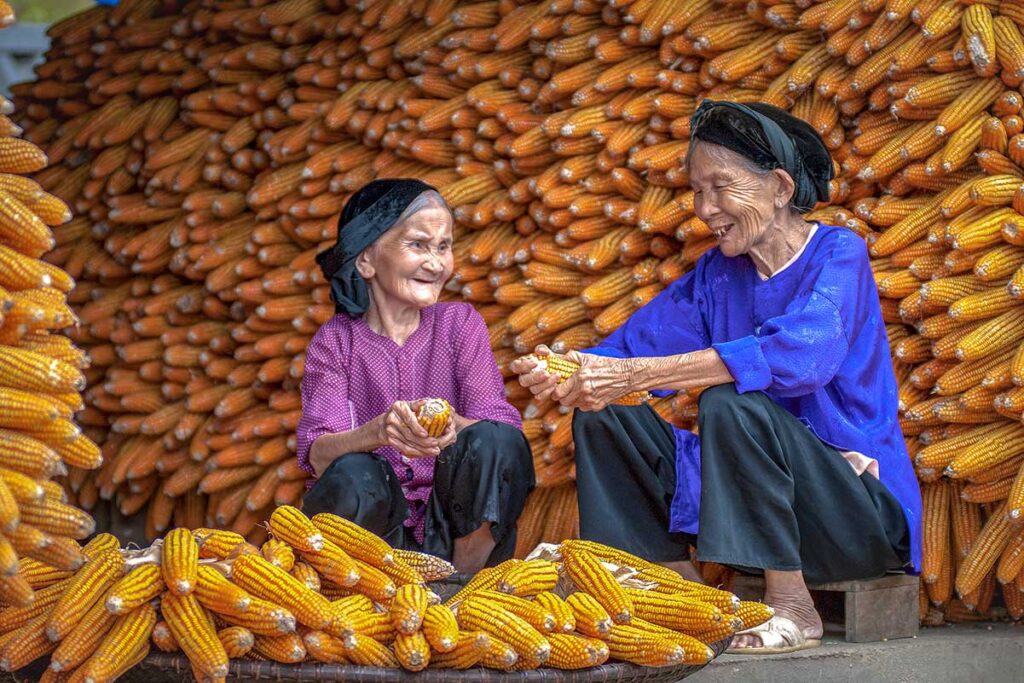 Two ethnic woman sitting in front of a giant stack of corn in Hai Duong
