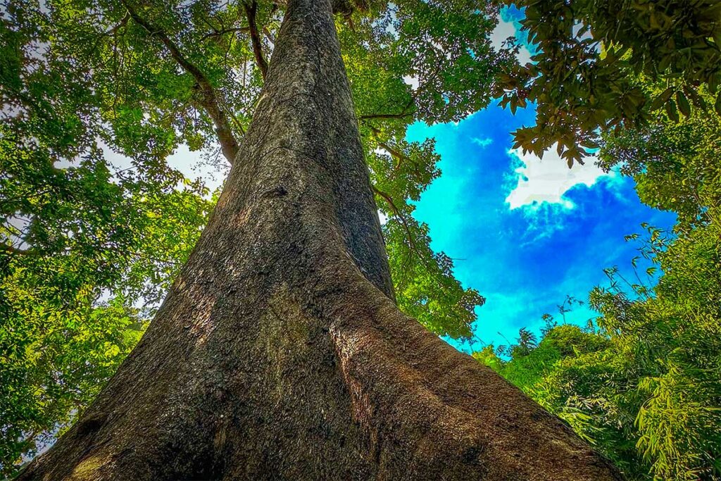 Massive old tree towering above the jungle canopy in Con Dao National Park, viewed from below with sunlight filtering through the leaves