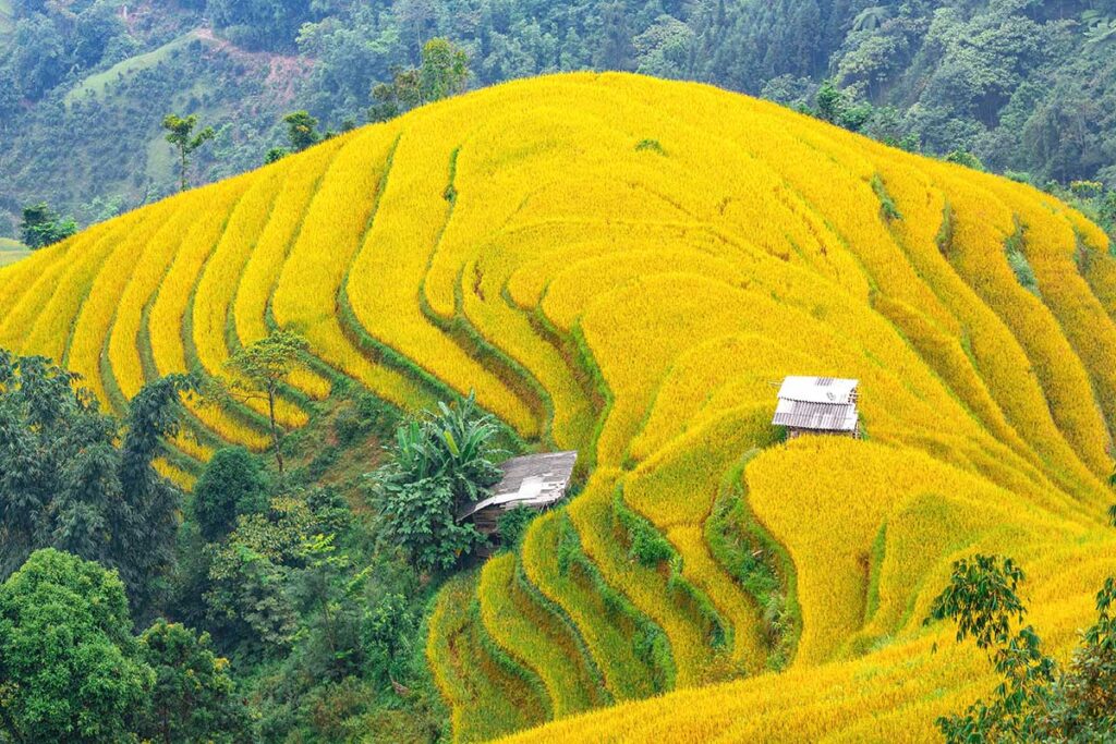 The terraced rice fields of Hoang Su Phi at their peak golden-yellow color, highlighting the beauty of Ha Giang in October.