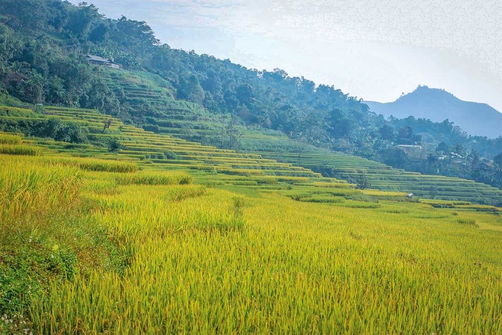Yellow rice fields of Hong Thai in Tuyen Quang