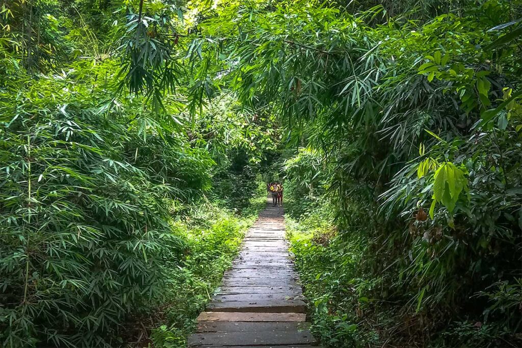 Khe Ro Primitive Forest