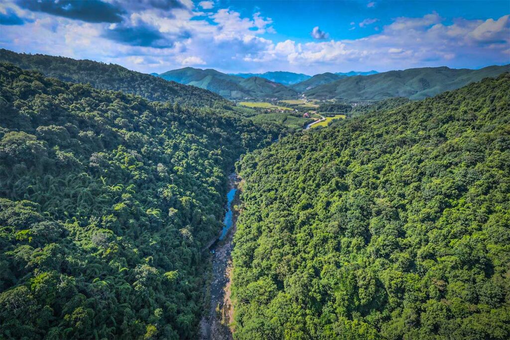 Khe Ro Primitive Forest