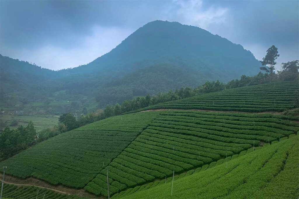 The La Bang Tea Hills in Thai Nguyen Province