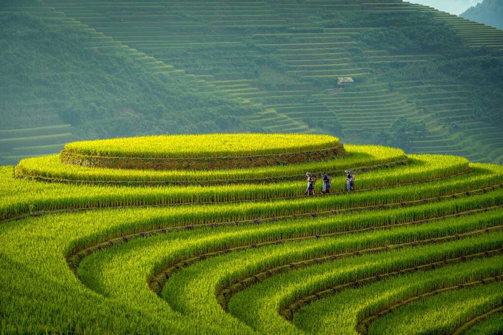 Terraced rice fields in Mu Cang Chai with layered curves and a few people walking along the narrow paths through green paddies