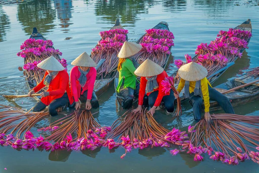 Women in traditional ao ba ba outfits harvest pink water lilies from wooden boats in the Mekong Delta during the floating flower season.