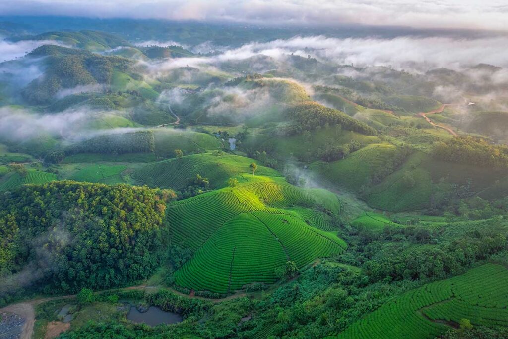 The Long Coc Tea Hills in Phu Tho with a few clouds hanging low seen from the air