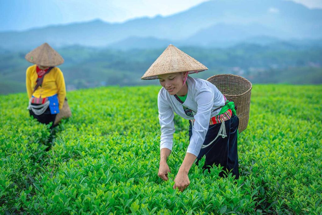 Local ethnic woman in traditional clothes and conical hats are picking the tea leaves at Long Coc Tea Hills