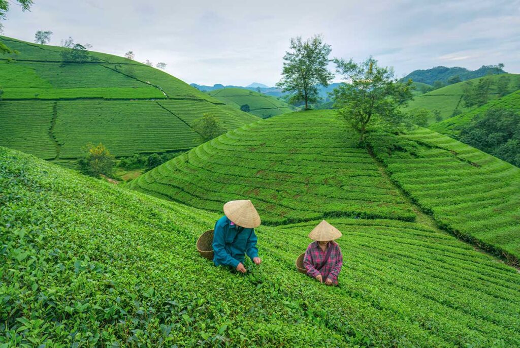 Local woman with conical hat are picking tea leaves at the Long Coc Tea Hills