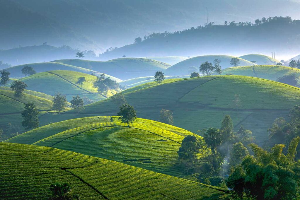 Views over the scenic green Long Coc Tea Hills that look like inverted rice bowl in Phu Tho