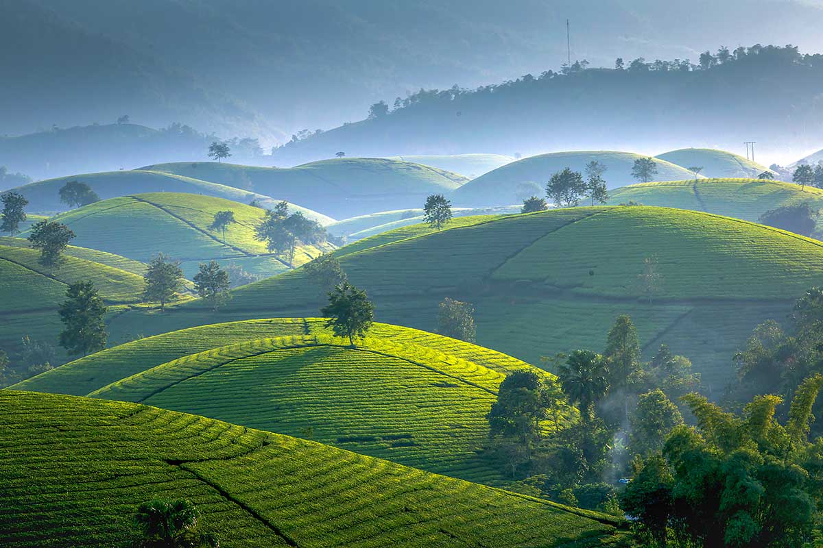Long Coc Tea Hills Complete Travel Guide From Hanoi