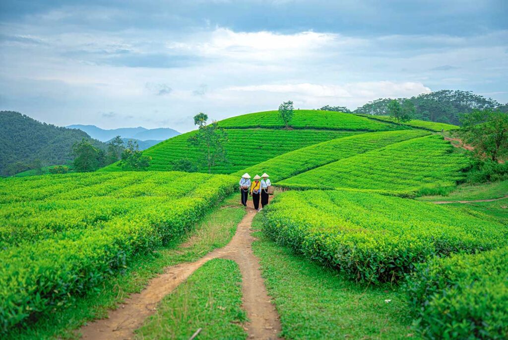 A dirt path leading along the tea plantations of Long Coc Tea Hills