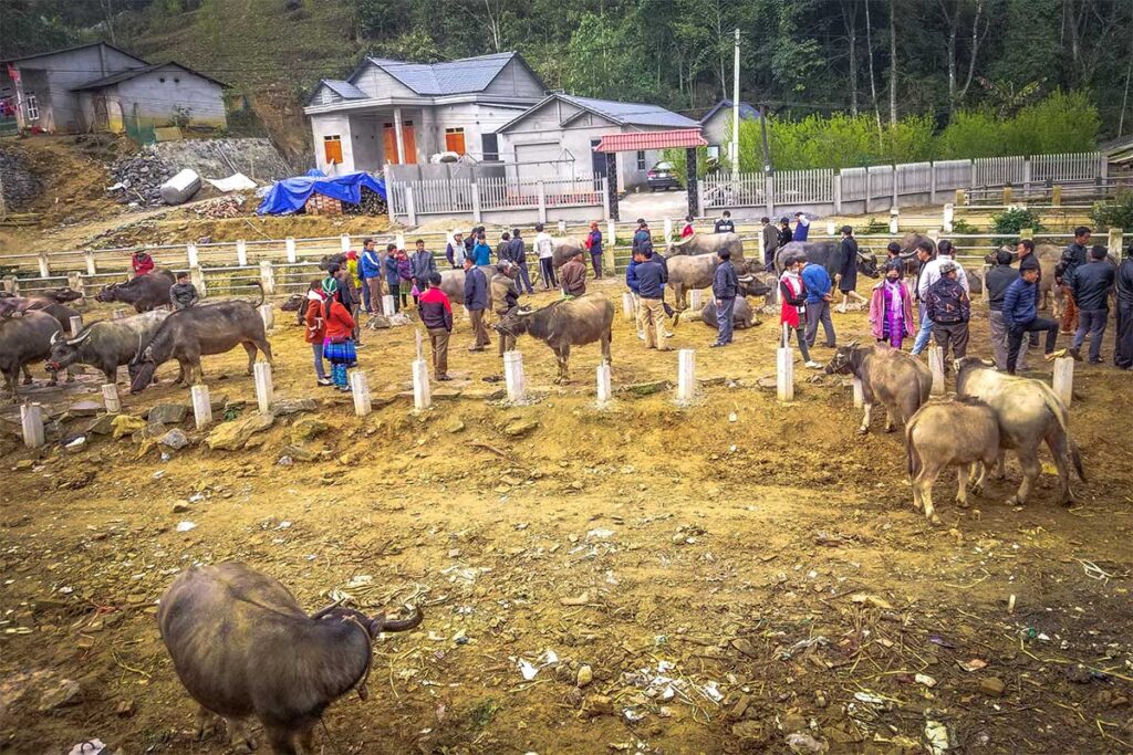 Buffalo and horses for show at Lung Phin Market