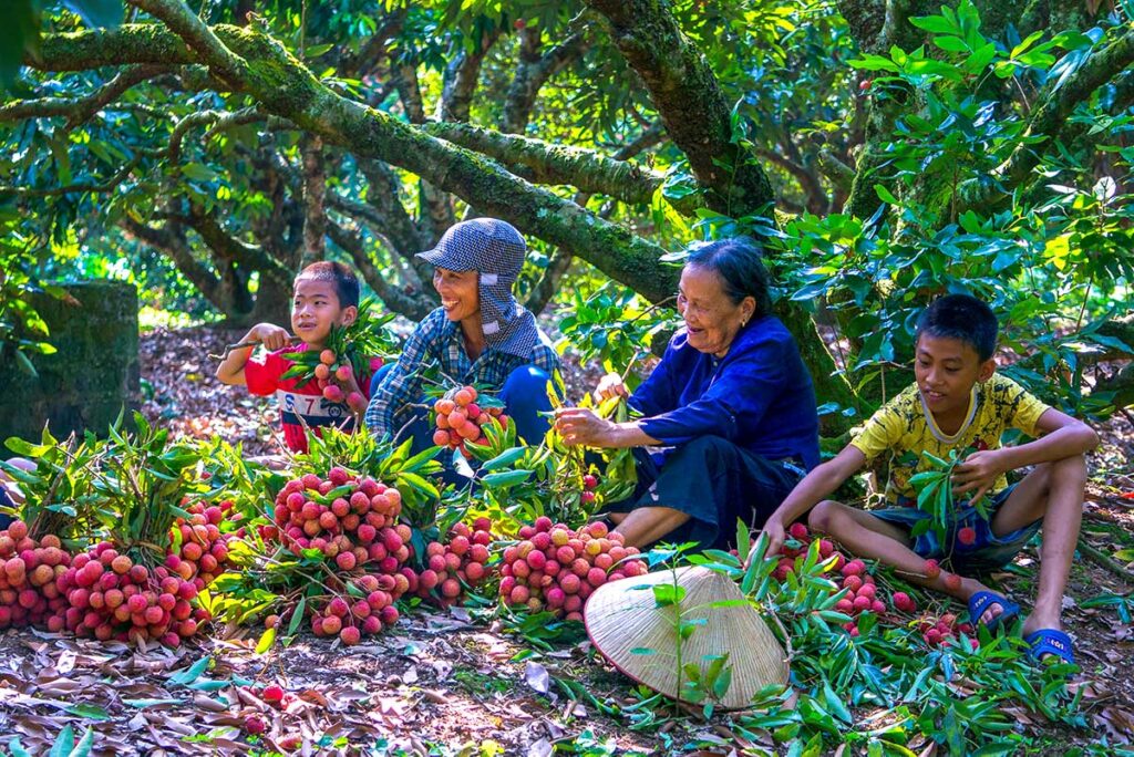 Local woman are resting after harvesting lychees at Thanh Ha's lychee plantations