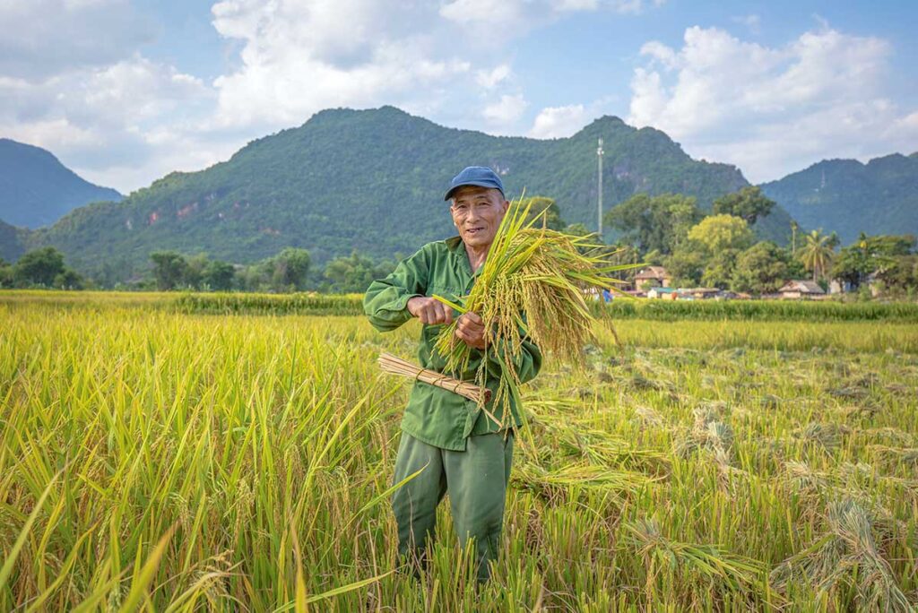 A local man is harvesting on rice fields in Mai Chau during harvesting season