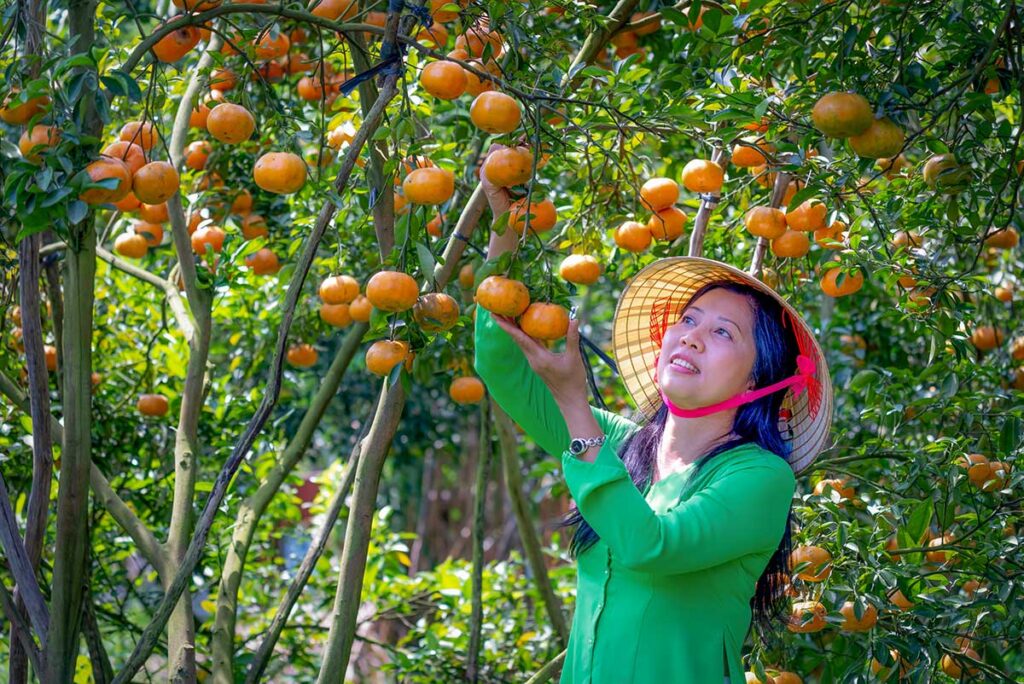 Woman picking ripe oranges in a fruit orchard in the Mekong Delta, surrounded by green trees and hanging citrus