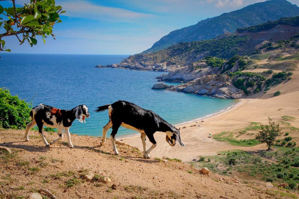 Scenic beach in Ninh Thuan with goats grazing on sandy cliffs overlooking turquoise water and rocky headlands.