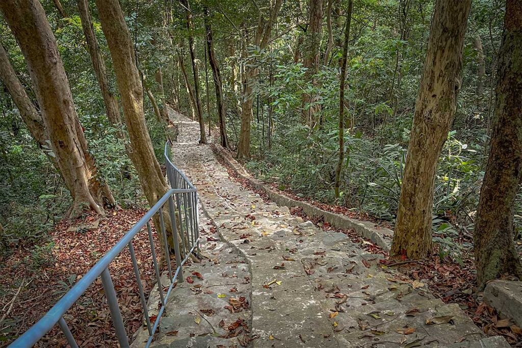 Stone staircase trail winding through dense forest on the way to So Ray Viewpoint in Con Dao National Park, with handrails and shaded jungle surroundings