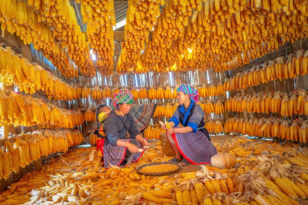 Ethnic minority women working with dried corn inside a traditional wooden house in Tu Le, surrounded by hanging maize