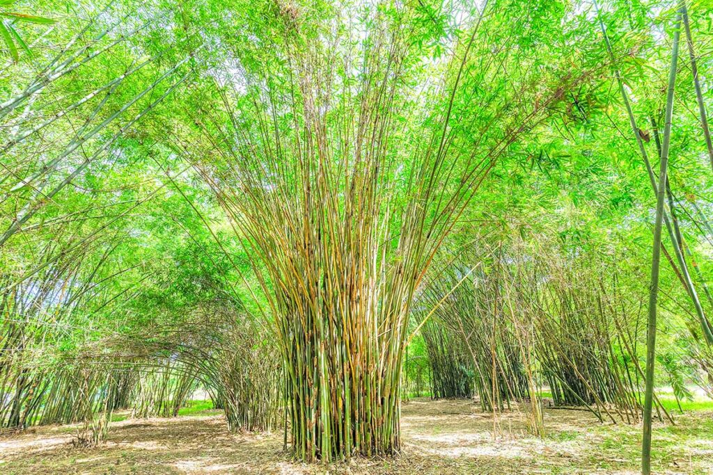 Phu An Bamboo Forest