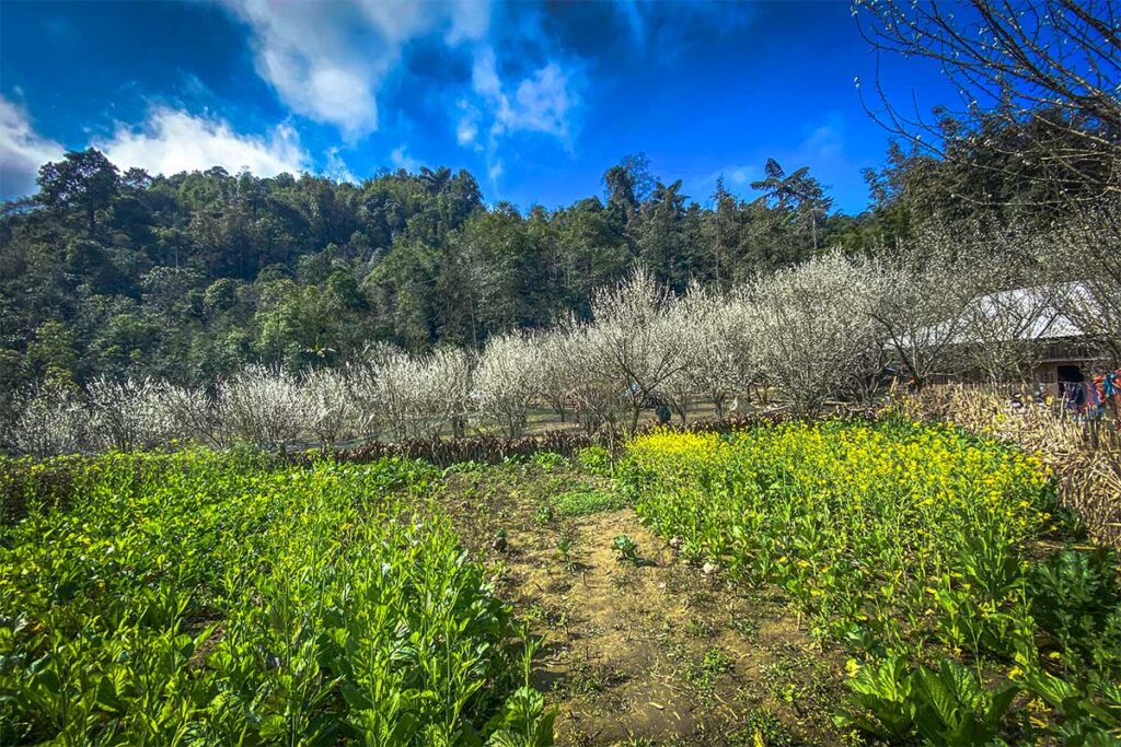 Plum orchards in Bac Ha