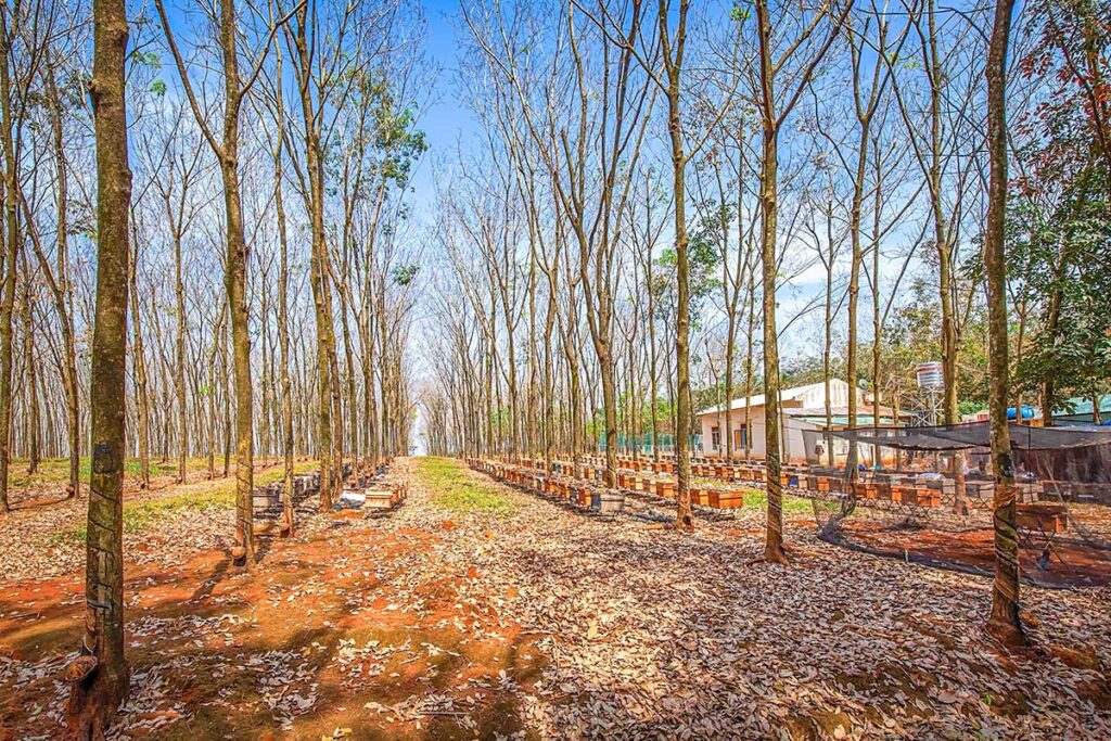 A rubber plantation with bee hives in Binh Phuc Province